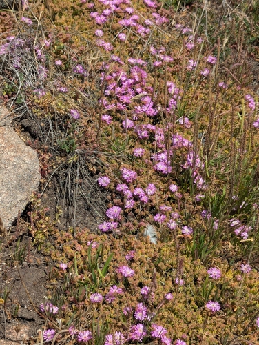 Drosanthemum floribundum