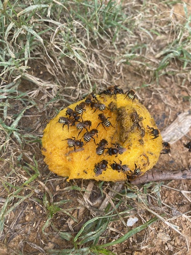 Favose Melipona