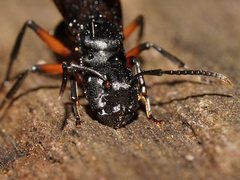 Polyrhachis femorata