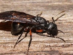 Polyrhachis femorata