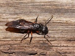 Polyrhachis femorata