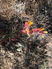 Dudleya saxosa collomiae