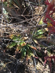 Dudleya saxosa collomiae