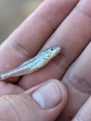 Sicklefin Chub photo 3