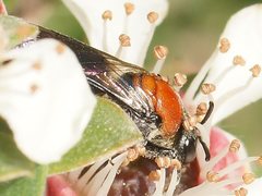 Euryglossa ephippiata