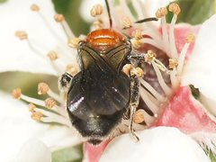 Euryglossa ephippiata