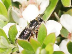 Euryglossa ephippiata