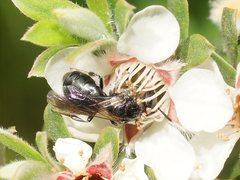 Euryglossa ephippiata