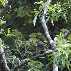 Tarsiger johnstoniae