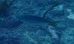 Pseudocaranx georgianus