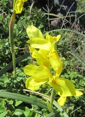 Moraea spathulata