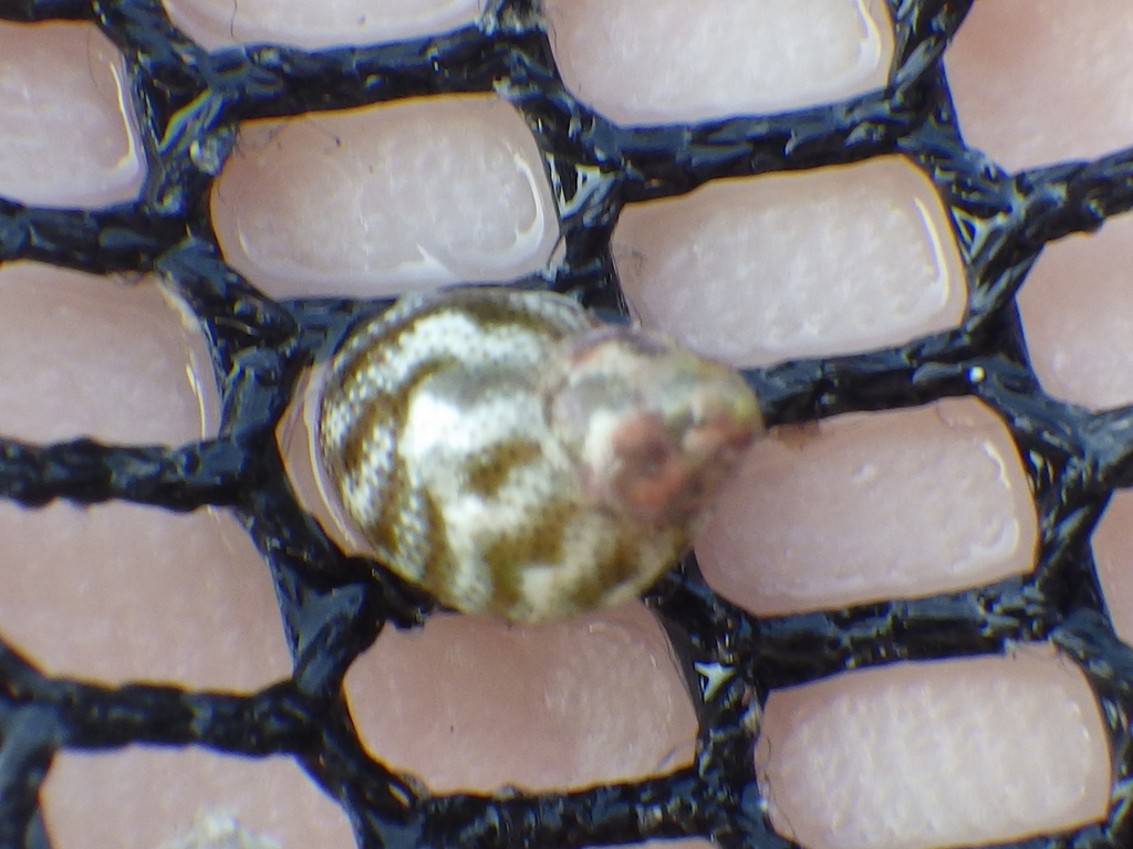 Eulithidium thalassicola