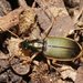 Chlaenius darlingensis - Photo (c) Reiner Richter, algunos derechos reservados (CC BY-NC-SA), subido por Reiner Richter