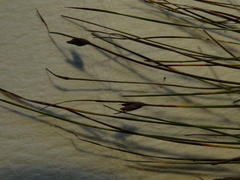 Schoenus concinnus