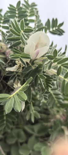 Pea shrub