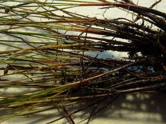 Schoenus concinnus