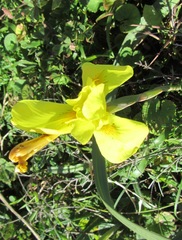 Moraea spathulata