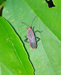 Thunbergia marginata