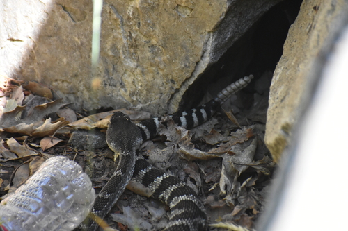 iNaturalist observation photo of Western Rattlesnake