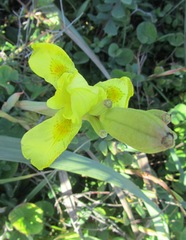 Moraea spathulata