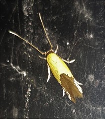 Opogona protodoxa