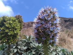 Amegilla quadrifasciata maderae