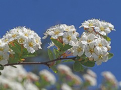 Spiraea chamaedryfolia