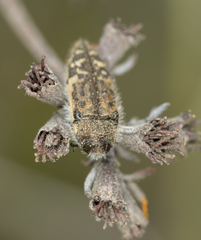 Acmaeodera