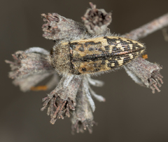 Acmaeodera