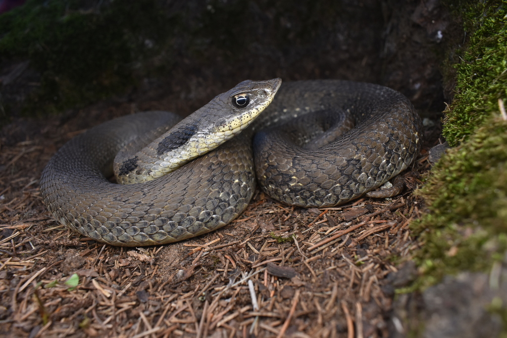 Eastern Hognose Snake from Washburn County, WI, USA on June 24, 2024 at ...