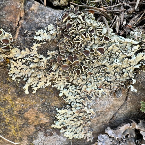 Xanthoparmelia cumberlandia