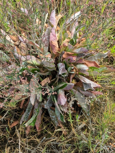 Image of Limonium californicum by (c) Tom and T Herman, some rights reserved (CC BY)