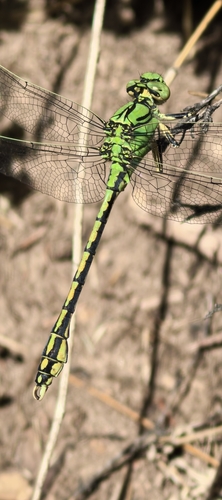Ophiogomphus spinicornis