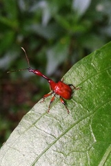 Paratrachelophorus nodicornis