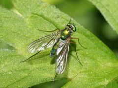 Heteropsilopus cingulipes