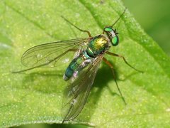 Heteropsilopus cingulipes