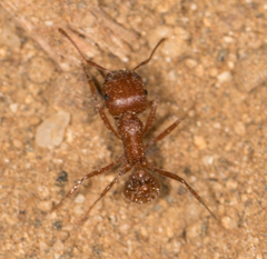 Pogonomyrmex subnitidus