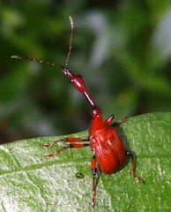 Paratrachelophorus nodicornis