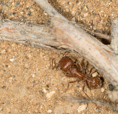 Pogonomyrmex subnitidus