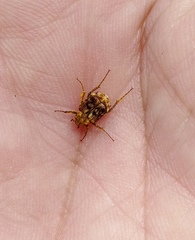 Dasyvalgus formosanus