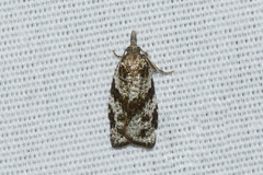 Cenopis vabroui