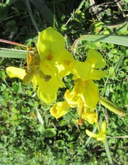 Moraea spathulata