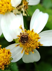 Dasyvalgus formosanus