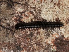 Notodesmus scotius