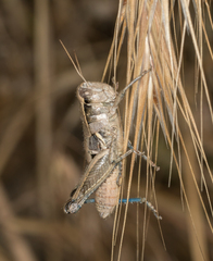 Oedaleonotus phryneicus