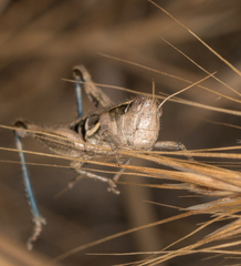 Oedaleonotus phryneicus