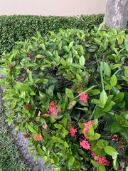 Ixora coccinea