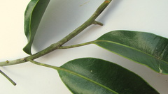 Aspidosperma spruceanum