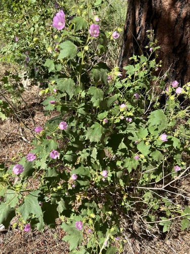 longsepal globemallow (Iliamna longisepala)
