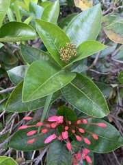 Ixora coccinea